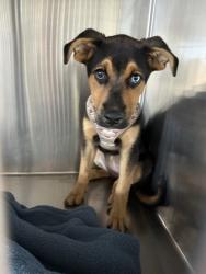 Shelter Stray Female Dog last seen , , TX, 355 Hillshire Dr, Haslet, TX 76052, USA