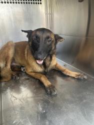 Shelter Stray Male Dog last seen Near S JENNINGS AVE, Central District, TX, 355 Hillshire Dr, Haslet, TX 76052, USA