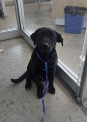 Shelter Stray Male Dog last seen Near Watercress, North District, TX, 355 Hillshire Dr, Haslet, TX 76052, USA