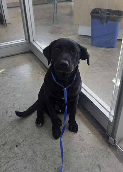 Shelter Stray Male Dog last seen Near Watercress, North District, TX, 355 Hillshire Dr, Haslet, TX 76052, USA