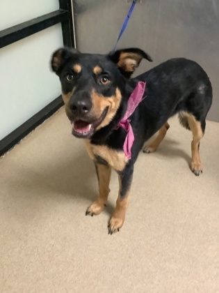 Shelter Stray Female Dog last seen Near S Hulen St, West District, TX, 355 Hillshire Dr, Haslet, TX 76052, USA