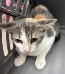 Shelter Stray Female Cat last seen Near Crystal Hill, Stone Mountain, GA, 30088, 30088, GA, 3280 Chamblee Dunwoody Rd, Chamblee, GA 30341, USA