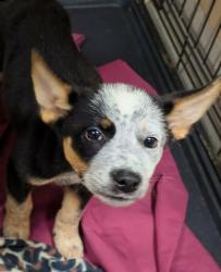 Shelter Stray Female Dog last seen West Mesquite High School, 75149, TX, 1650 Gross Rd, Mesquite, TX 75149, USA