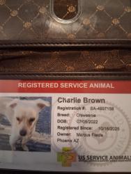Lost Male Dog last seen 20th Street and Thomas, Phoenix, AZ 85051