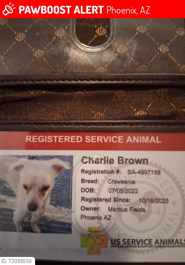 Lost Male Dog last seen 20th Street and Thomas, Phoenix, AZ 85051