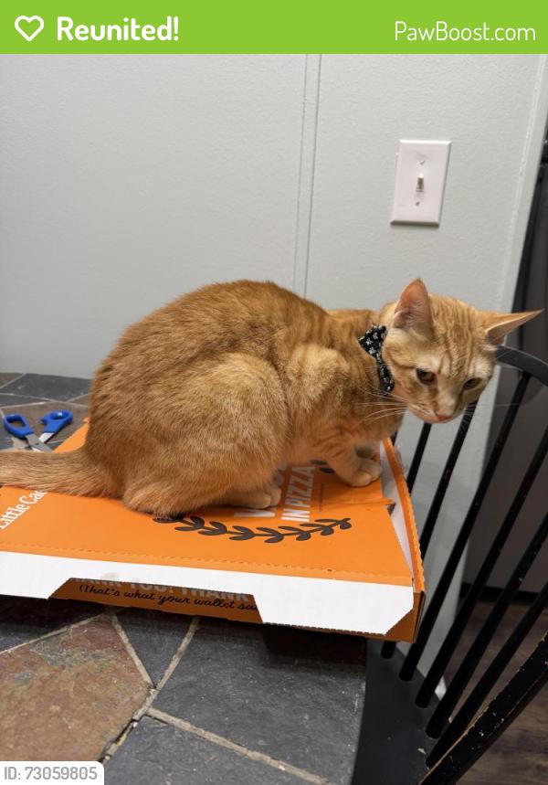 Reunited Male Cat last seen NC 42 and Creech Church Rd, Kenly, NC 27542