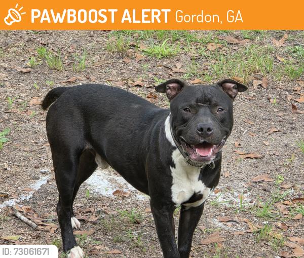 Found/Stray Male Dog last seen Near cannon Road, Gordon, GA 31031