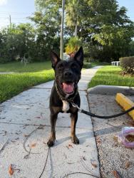 Found/Stray Female Other last seen Tephford park in Tamarac, Tamarac, FL 33068