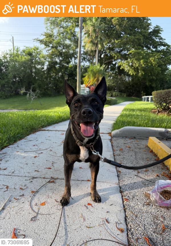 Found/Stray Female Other last seen Tephford park in Tamarac, Tamarac, FL 33068