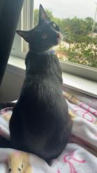 Lost Female Cat last seen the woodlands, College Station, TX 77840