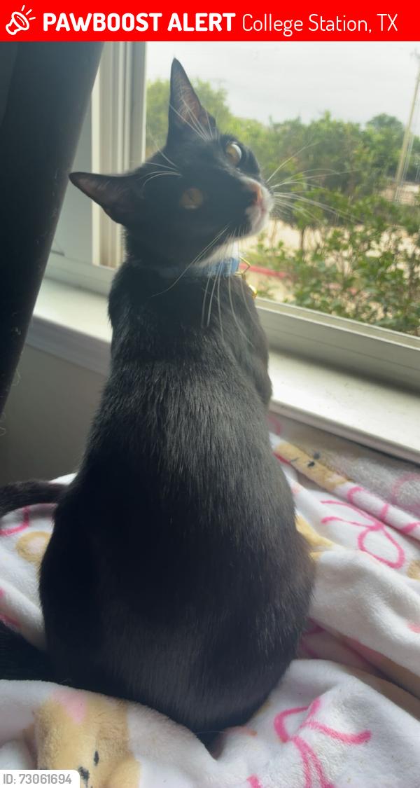 Lost Female Cat last seen the woodlands, College Station, TX 77840