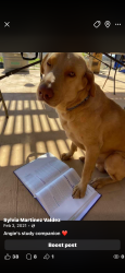 Lost Male Dog last seen Near, Atascosa County, TX 78065