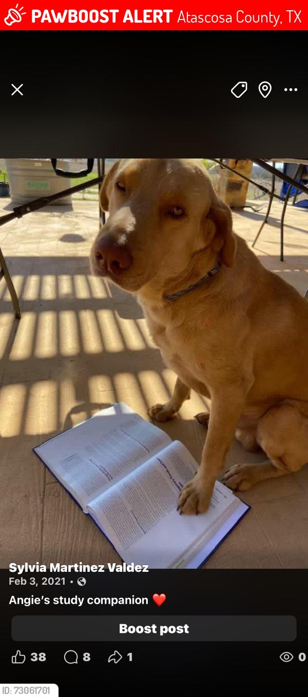 Lost Male Dog last seen Near, Atascosa County, TX 78065