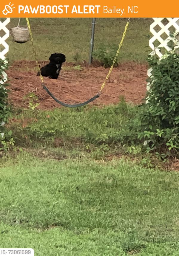 Found/Stray Unknown Dog last seen Fire tower and squirrel den, Bailey, NC 27807
