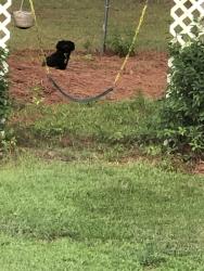 Found/Stray Unknown Dog last seen Fire tower and squirrel den, Bailey, NC 27807