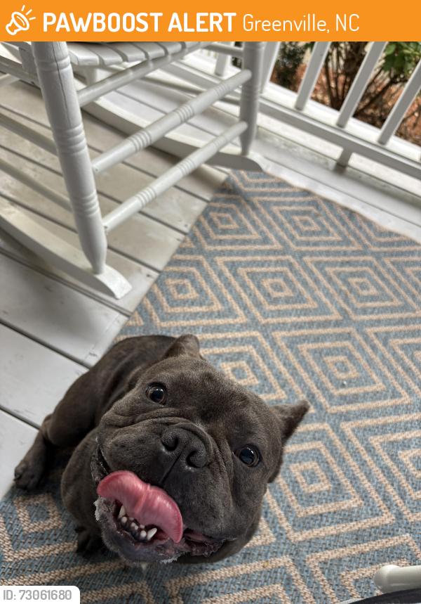 Found/Stray Male Dog last seen Windsor Downs along Corey Road, Greenville, NC 28590