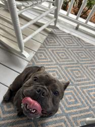 Found/Stray Male Dog last seen Windsor Downs along Corey Road, Greenville, NC 28590