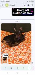 Reunited Male Dog last seen Psychiatric hosp on Stuyvesant Avenue , Trenton, NJ 08618
