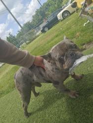 Lost Male Dog last seen 7th ct & 14th street Florida city, Florida City, FL 33034