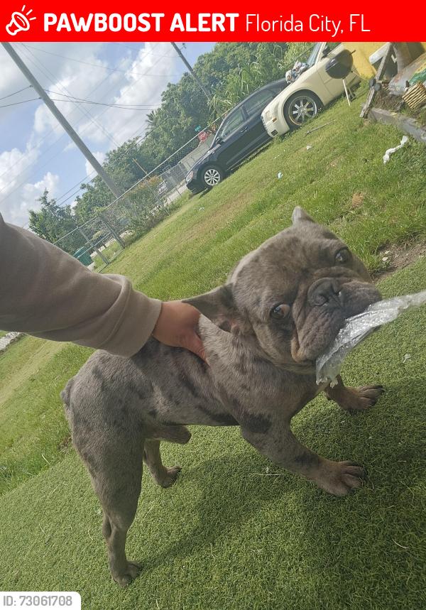 Lost Male Dog last seen 7th ct & 14th street Florida city, Florida City, FL 33034