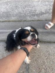 Reunited Female Dog last seen Northshore neighborhood , Panama City, FL 32405
