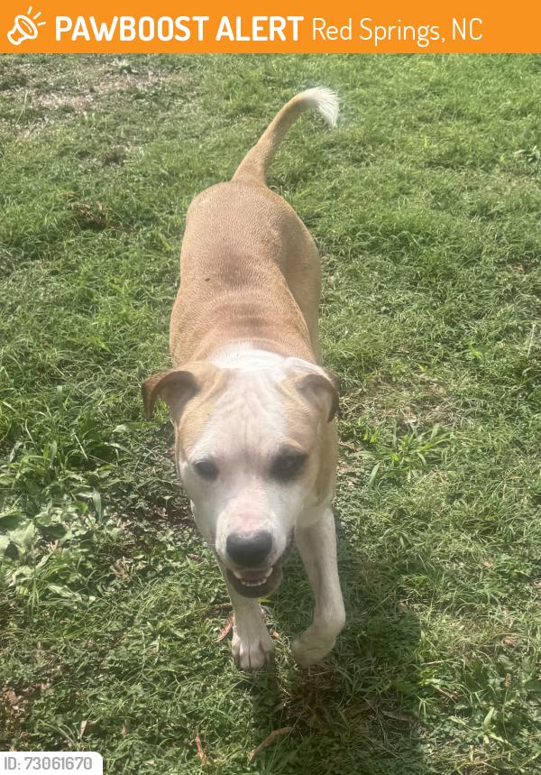 Found/Stray Male Dog last seen S Main St and Eighth Ave, Red Springs, NC 28377
