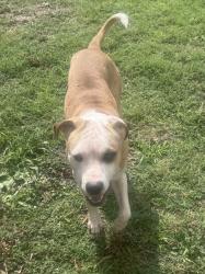 Found/Stray Male Dog last seen S Main St and Eighth Ave, Red Springs, NC 28377