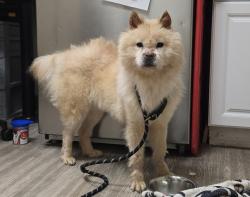Shelter Stray Female Dog last seen Near E Vista Way, Vista, CA, 92084, Oceanside, CA 92058, USA