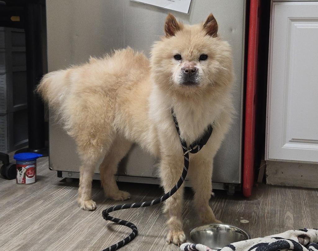 Shelter Stray Female Dog last seen Near E Vista Way, Vista, CA, 92084, Oceanside, CA 92058, USA