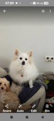 Lost Male Dog last seen Morshead drive near reserve / boardwalk area, Hurstville Grove, NSW 2220