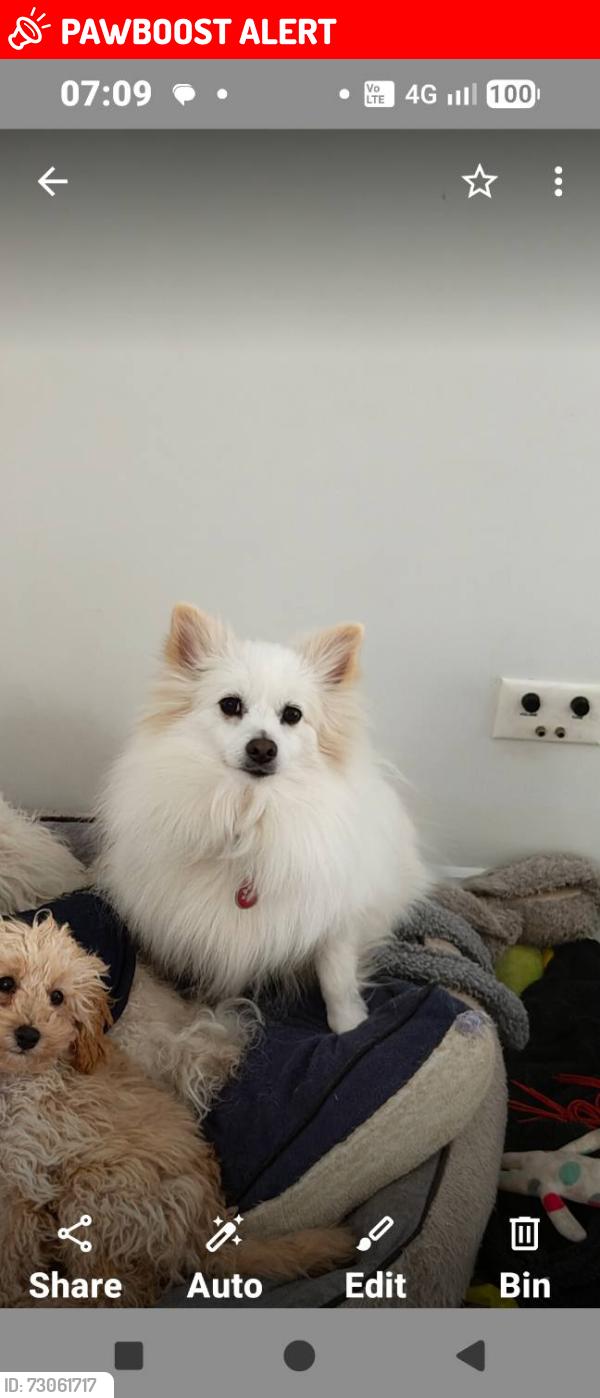 Lost Male Dog last seen Morshead drive near reserve / boardwalk area, Hurstville Grove, NSW 2220