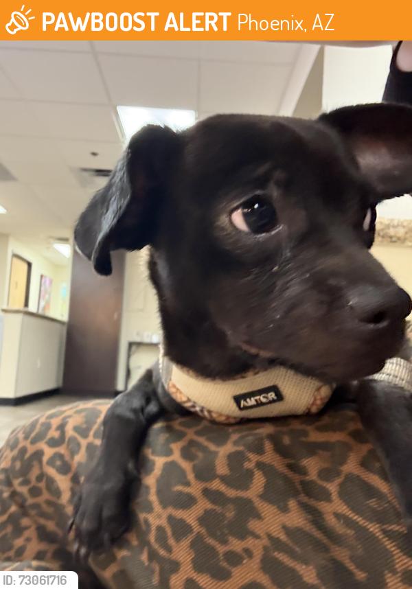 Found/Stray Male Dog last seen Miller Rd, Phoenix, AZ 85015