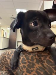 Found/Stray Male Dog last seen Miller Rd, Phoenix, AZ 85015