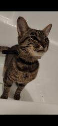 Found/Stray Male Cat last seen Hibbs road Newport, Newport, NC 28570