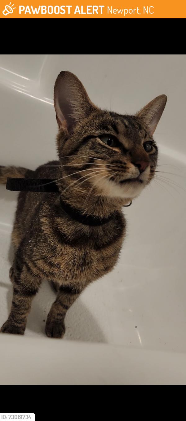 Found/Stray Male Cat last seen Hibbs road Newport, Newport, NC 28570