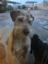 Lost Male Dog last seen Joe Battle, Montwood, El Paso, TX 79938
