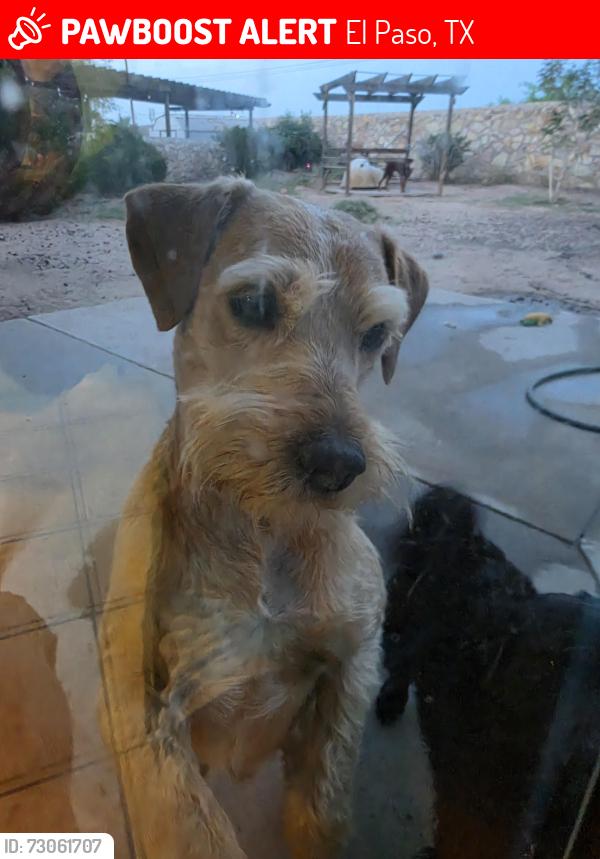 Lost Male Dog last seen Joe Battle, Montwood, El Paso, TX 79938