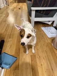 Reunited Male Dog last seen Powell and Fornace street, Norristown , Norristown, PA 19401