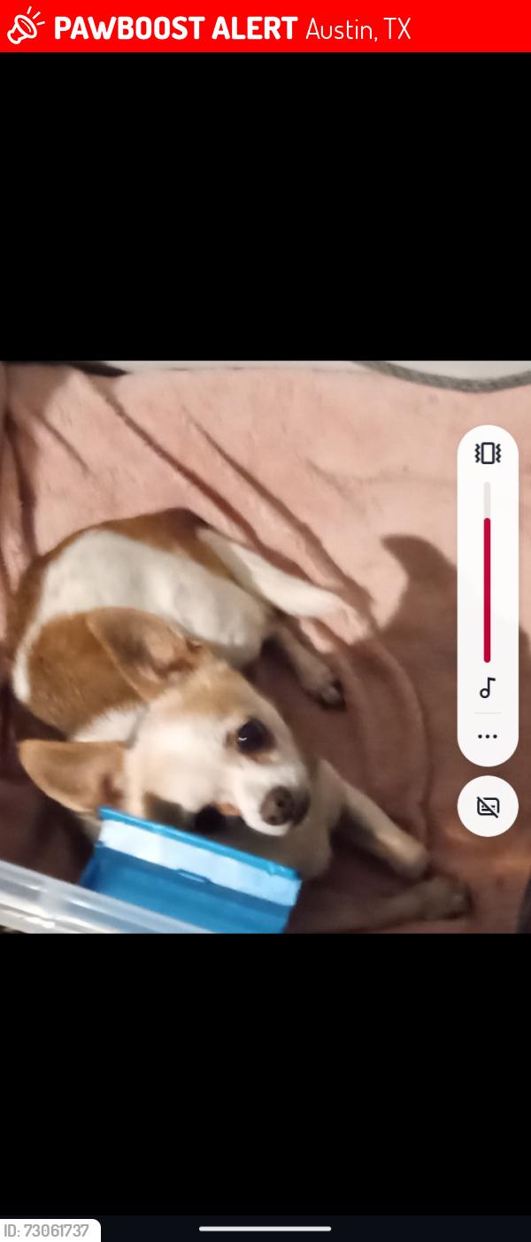 Lost Male Dog last seen By springdale ests, Austin, TX 78721