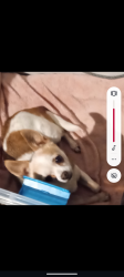 Lost Male Dog last seen By springdale ests, Austin, TX 78721