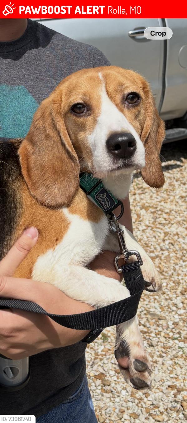 Lost Male Dog last seen Between St Maria’s Street and College Hill Dr, Rolla, MO 65401