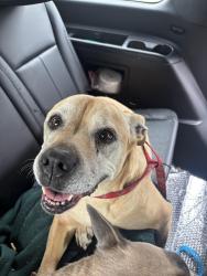 Found/Stray Female Dog last seen Balan St and Brea Canyon Cutoff Road, Rowland Heights, CA 91748