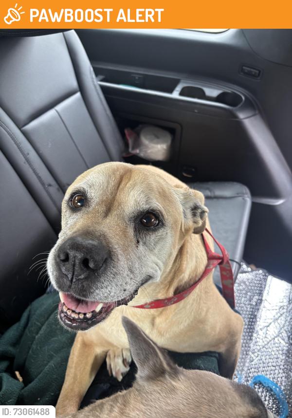 Found/Stray Female Dog last seen Balan St and Brea Canyon Cutoff Road, Rowland Heights, CA 91748
