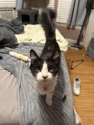 Lost Female Cat last seen Warner and Springdale, Huntington Beach, CA 92649