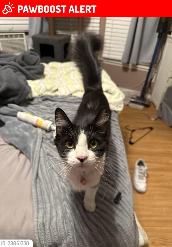 Lost Female Cat last seen Warner and Springdale, Huntington Beach, CA 92649