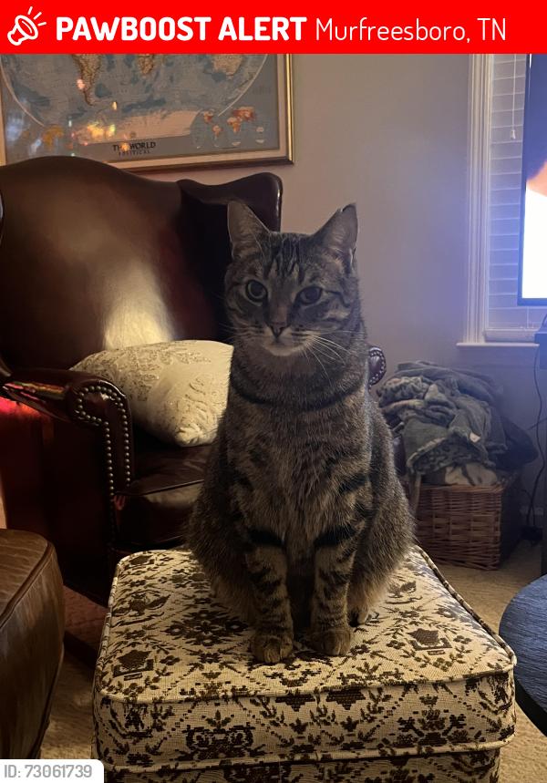 Lost Male Cat last seen Indian Hills Neighborhood, Murfreesboro, TN 37127