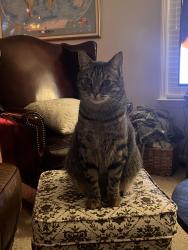 Lost Male Cat last seen Indian Hills Neighborhood, Murfreesboro, TN 37127
