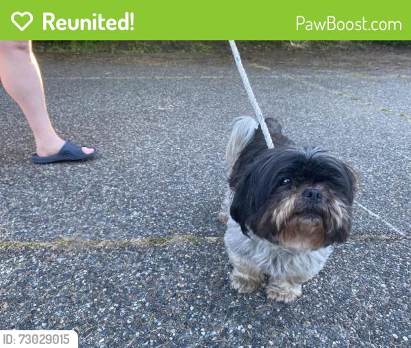 Reunited Male Dog last seen Esperance park, edmonds wa, Edmonds, WA 98026