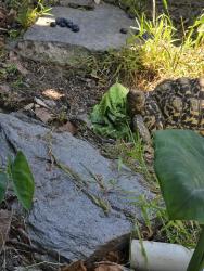 Lost Unknown Reptile last seen el toro and rockfield, Lake Forest, CA 92630