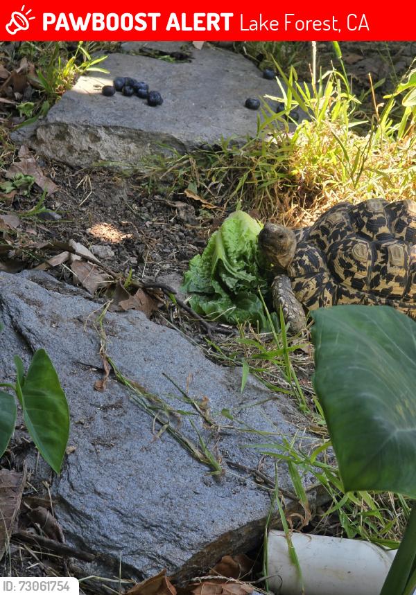 Lost Unknown Reptile last seen el toro and rockfield, Lake Forest, CA 92630